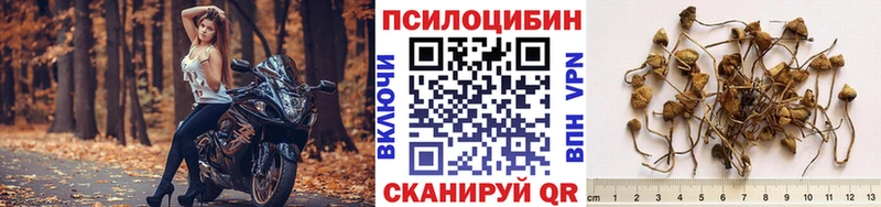 как найти   mega зеркало  Галлюциногенные грибы Cubensis  Ачинск 